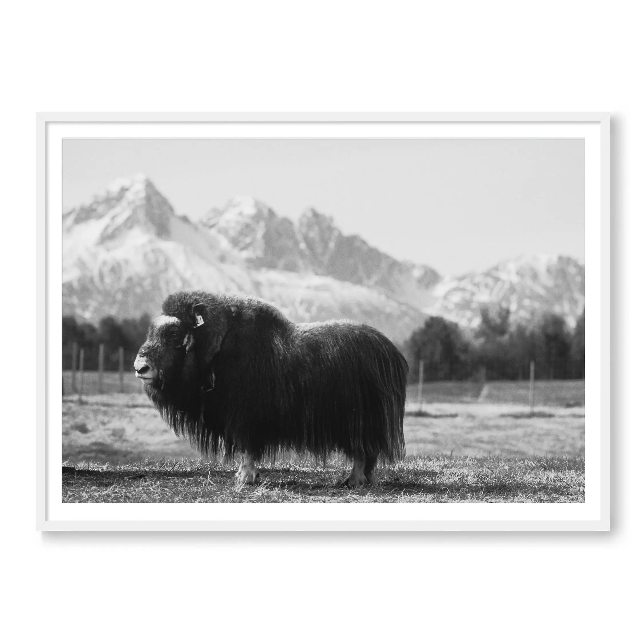 Buffalo Bill - Image 2