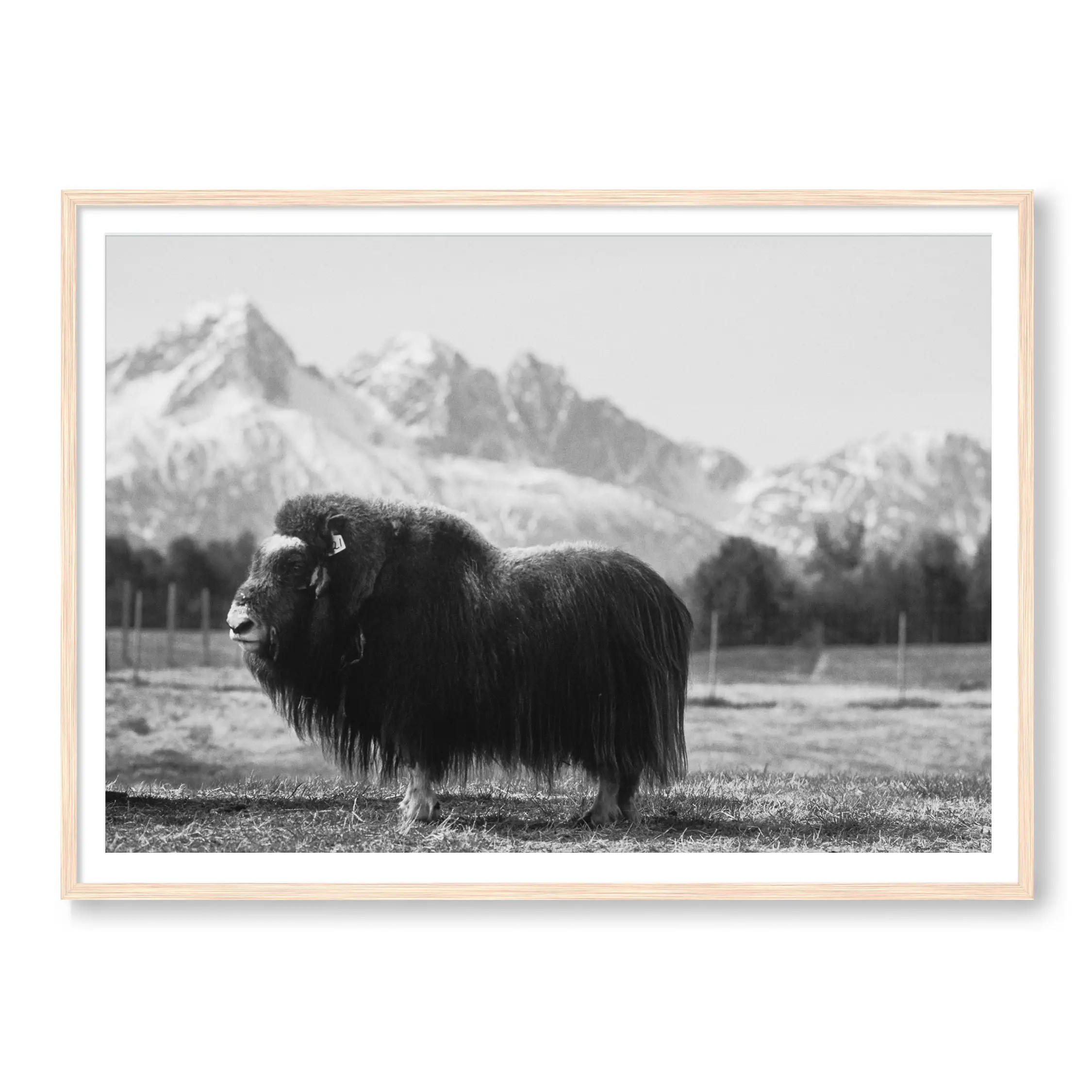 Buffalo Bill - Image 3