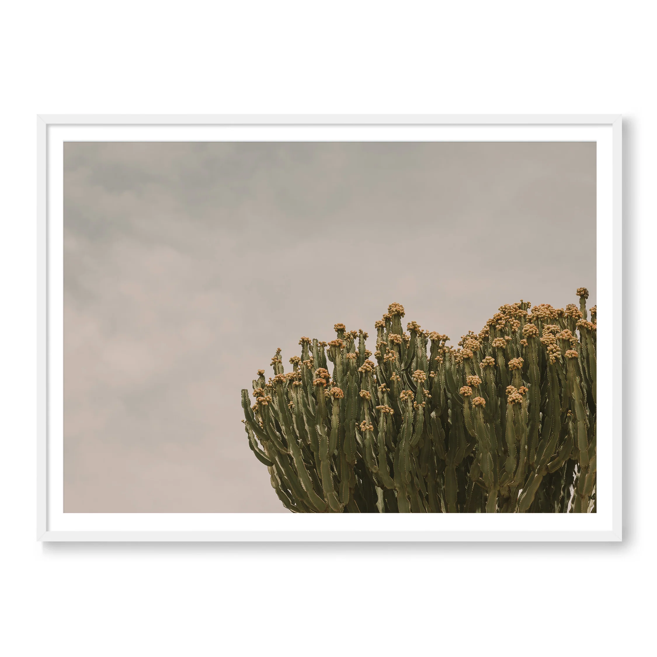 Prickly Pear - Image 2