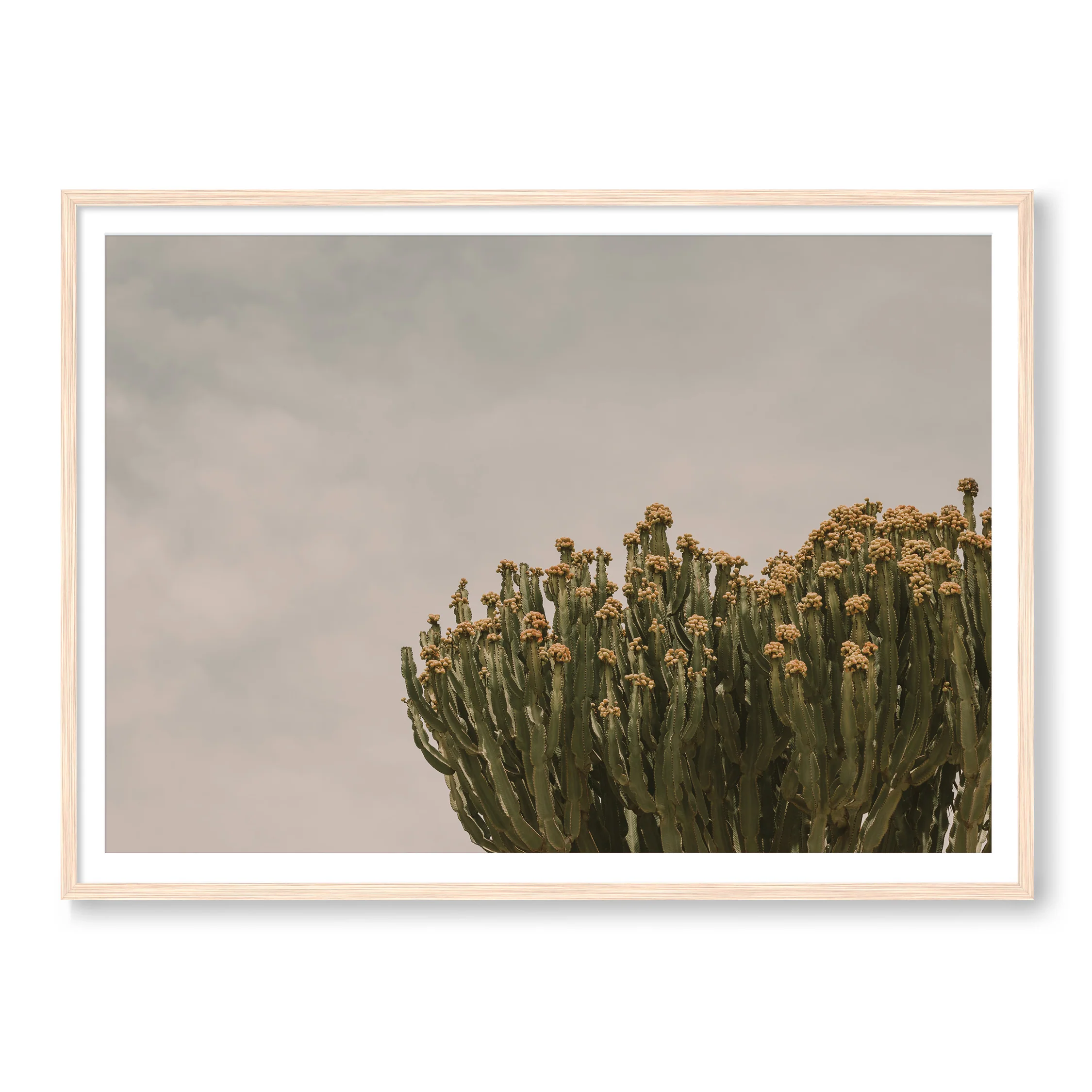 Prickly Pear - Image 3