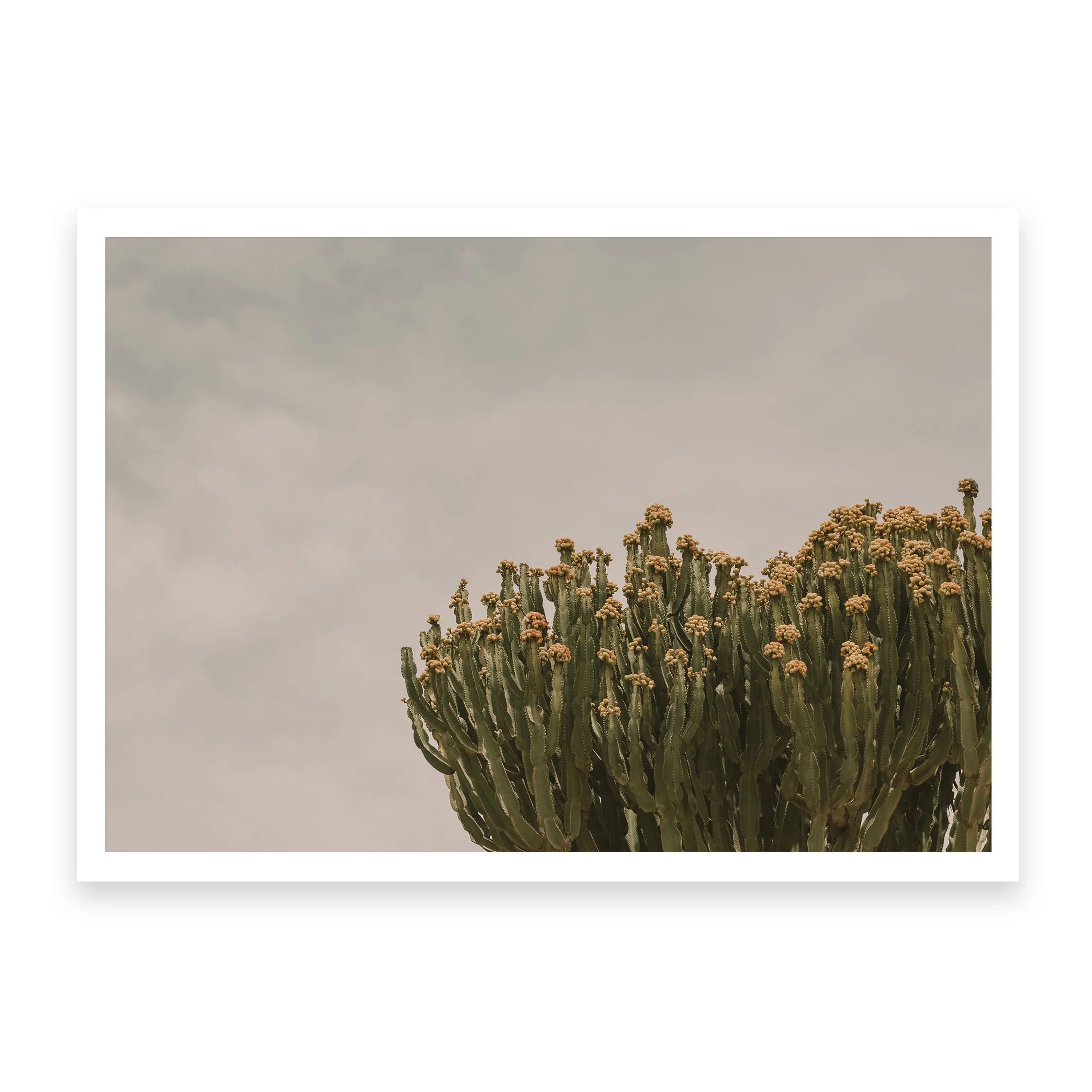 Prickly Pear - Image 4
