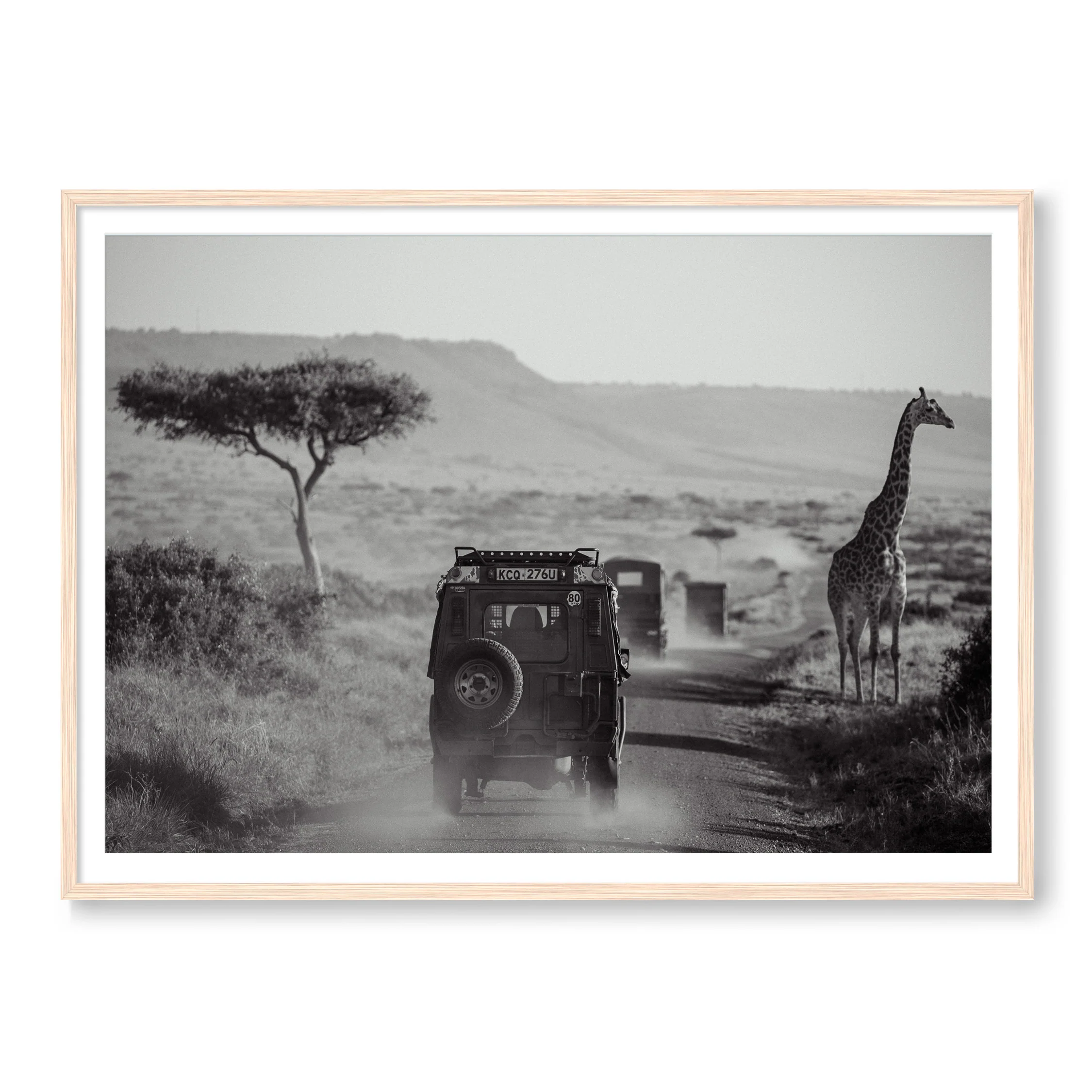 THE SAFARI B&W - Image 3
