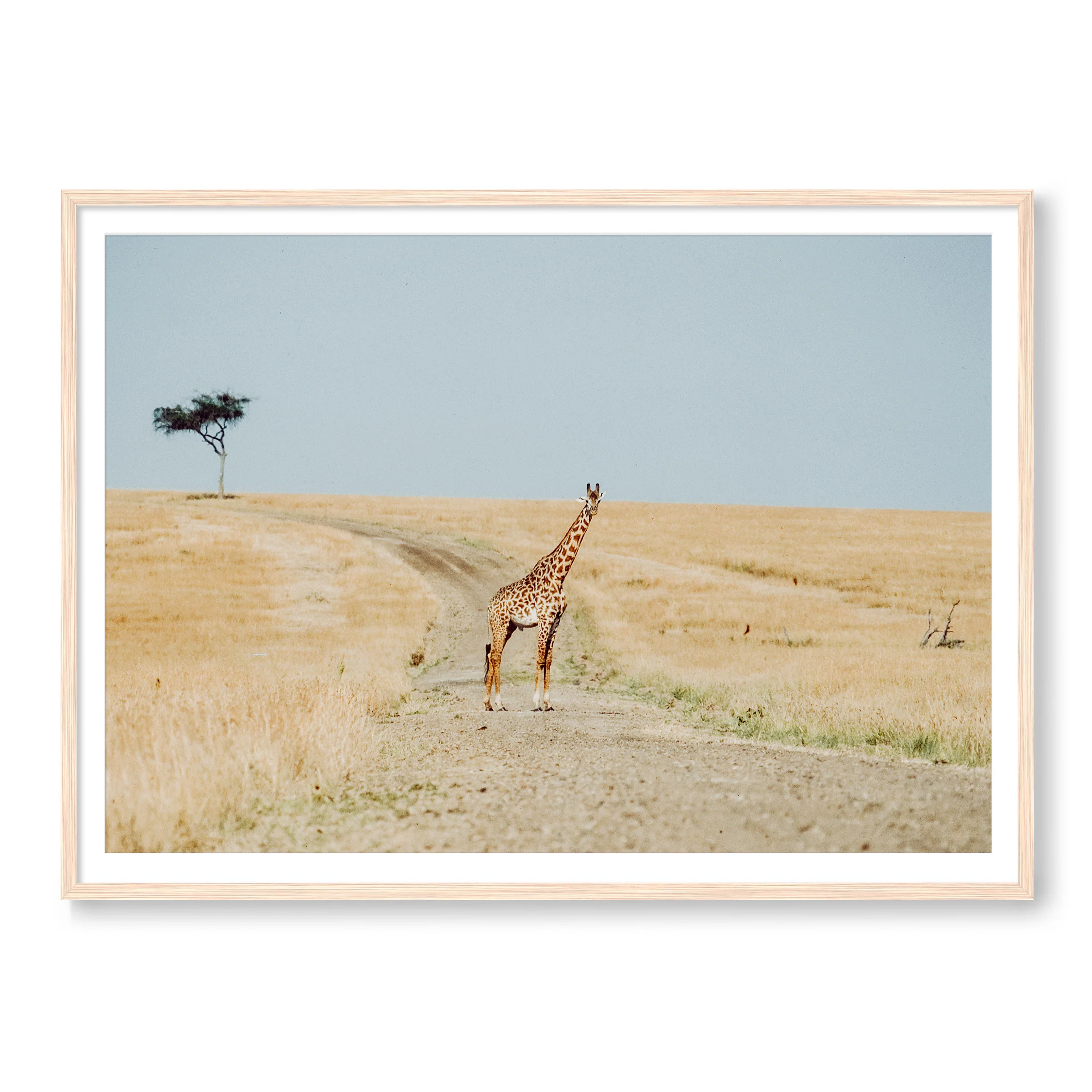 Why Did The Giraffe Cross The Road - Image 3